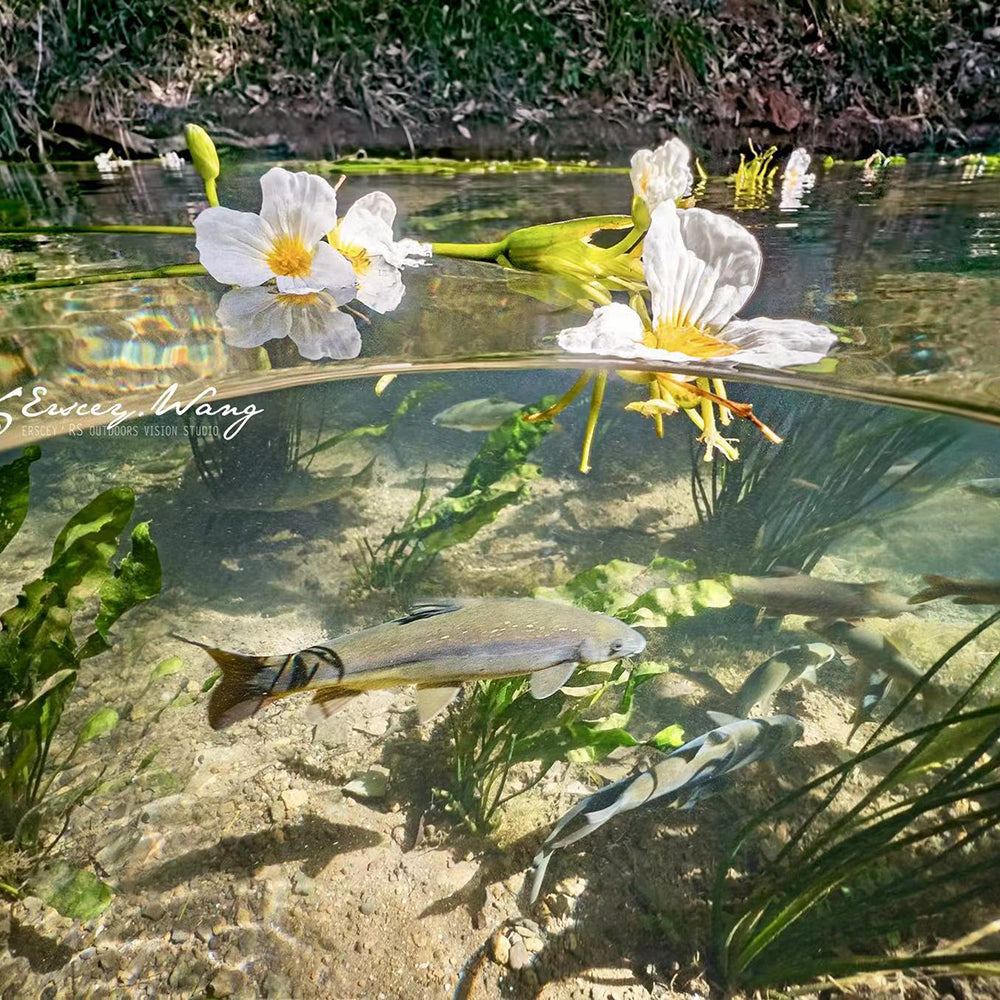 SeaTouch 4 Max Dome Lens split view with fish.