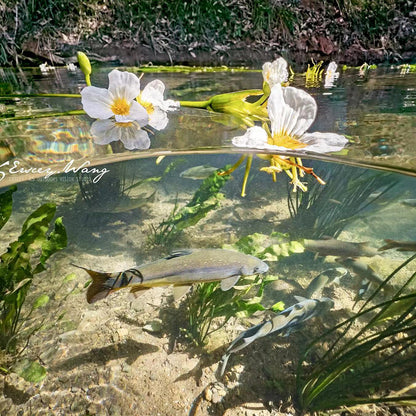 SeaTouch 4 Max Dome Lens split view with fish.