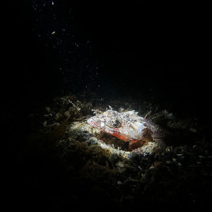 Lizardfish lit by DiveVolk SL20 snoot.
