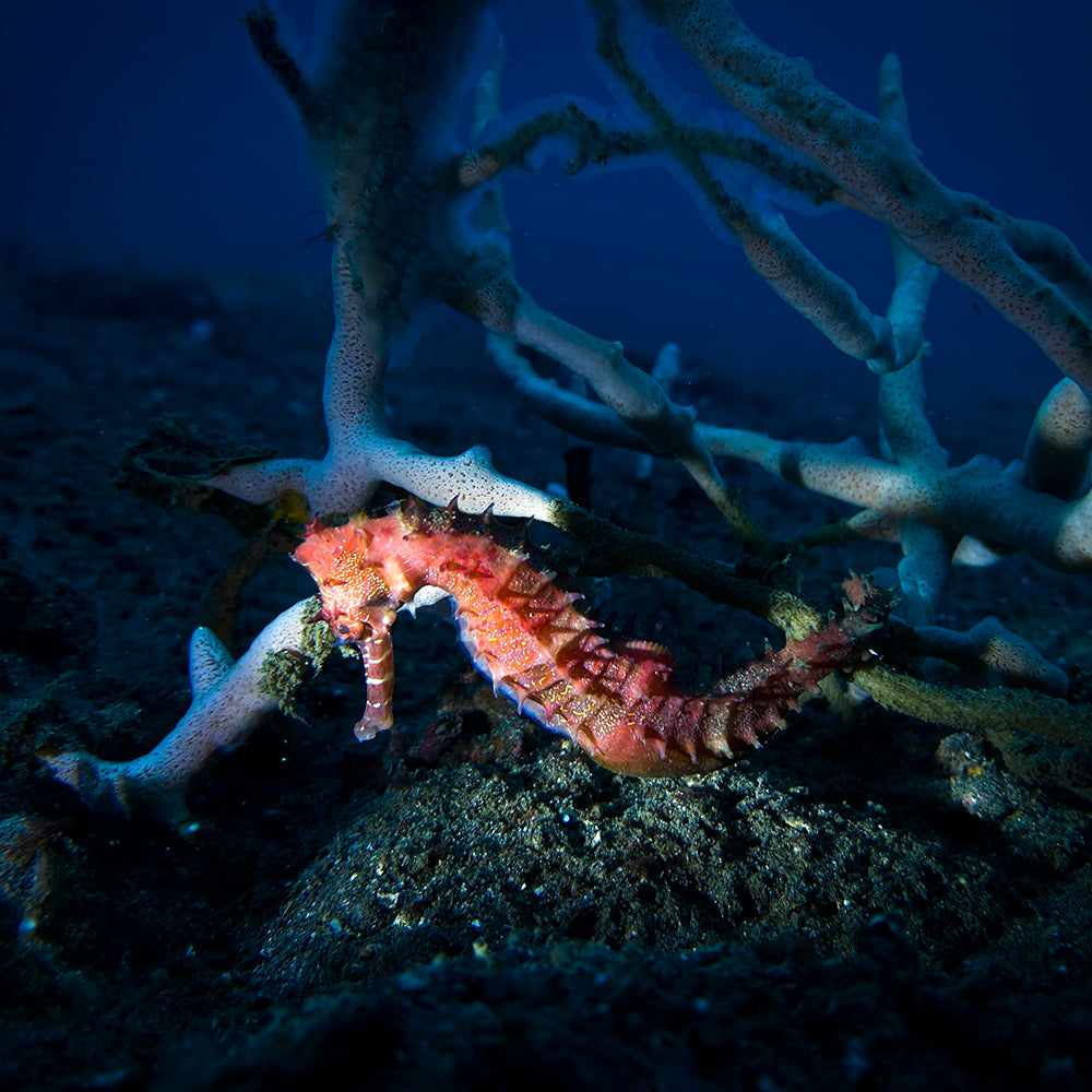 Seahorse lit by DiveVolk Snoot underwater video light.