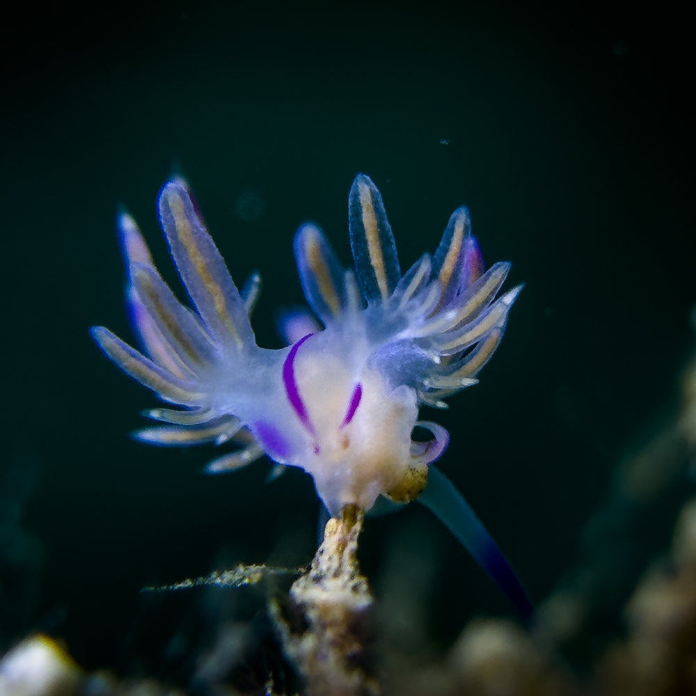 Nudibranch lit by DiveVolk SL20 underwater snoot