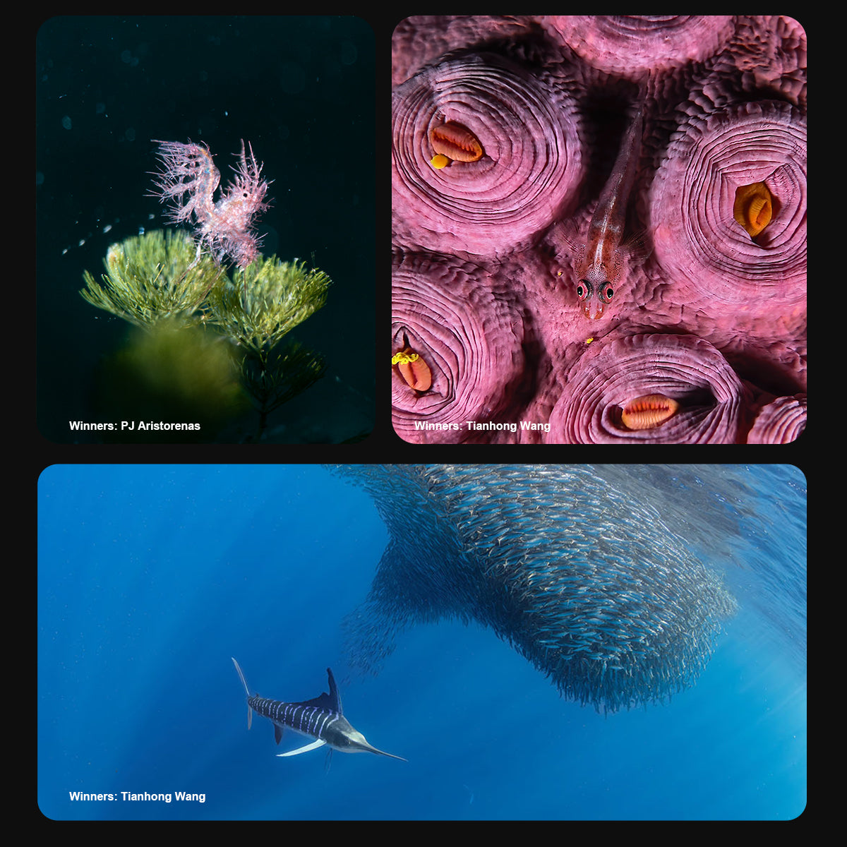 Award-winning underwater photography shot with DIVEVOLK SeaTouch housing ¡ª decorative pygmy seahorse on gorgonian coral by PJ Aristorena, close-up of coral polyps with goby fish and striped marlin chasing a bait ball by Tianhong Wang.