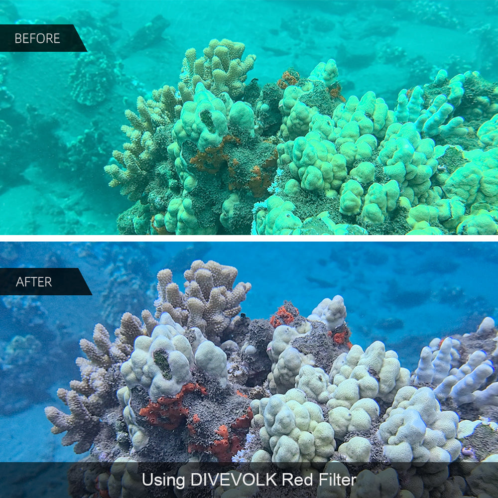 Coral color correction with DiveVolk underwater red filter.