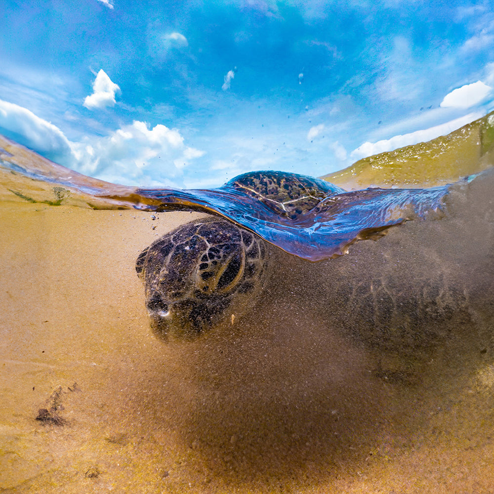 Sea Turtle split view with DiveVolk Dome Lens.